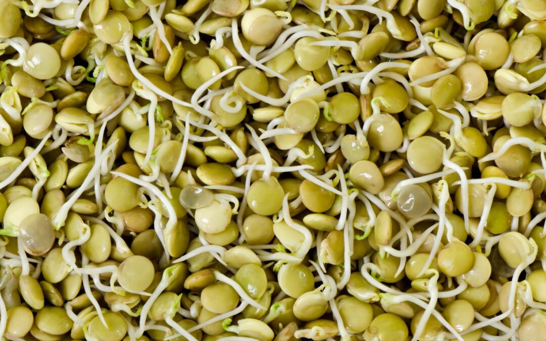 The Power of Lentil Sprouts to Ea