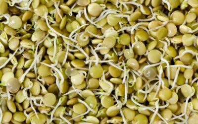 The Power of Lentil Sprouts to Ea